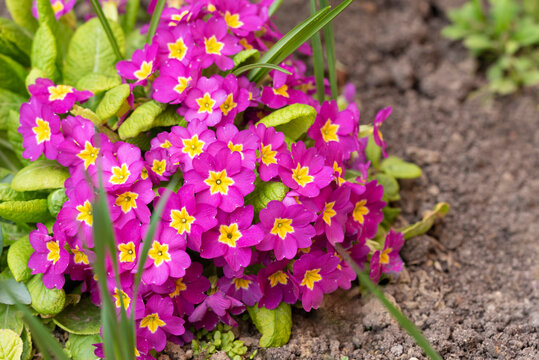 Pink colored Primula polyantha bush in the garden, colorful flowers