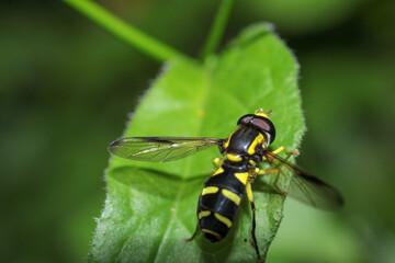 natural eupeodes flower fly photo