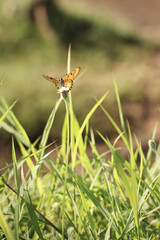 A butterfly perches on a flower among the grass, on the beach, in the morning.