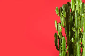 Photo sur Plexiglas Cactus Beau cactus sur fond rouge, espace pour le texte. Plante tropicale