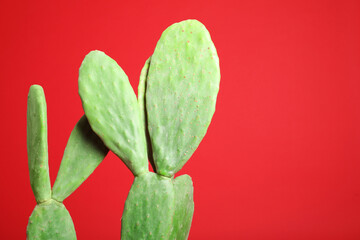 Beautiful cactus on red background, space for text. Tropical plant