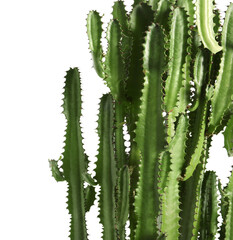 Fototapeta premium Beautiful cactus on white background. Tropical plant