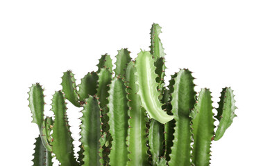 Beautiful cactus on white background. Tropical plant