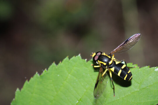 natural eupeodes flower fly photo