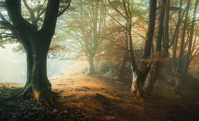 Fototapeta premium a foggy morning