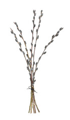 Beautiful blooming pussy willow branches on white background