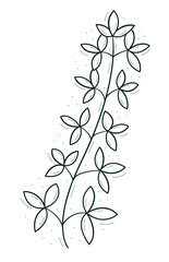 A branch with sparse triple leaves. Shamrock.Contour doodle sketch dark green white. Isolated vector drawing on a white.