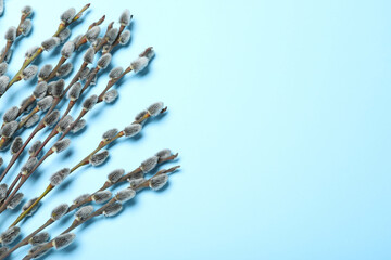 Beautiful blooming pussy willow branches on light blue background, flat lay. Space for text