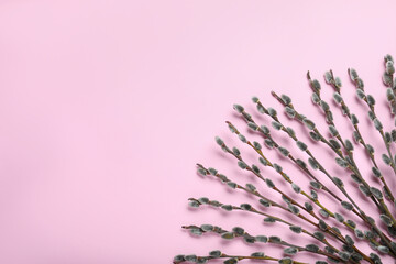Beautiful blooming pussy willow branches on pink background, flat lay. Space for text