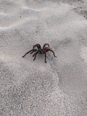 crab on the sand
