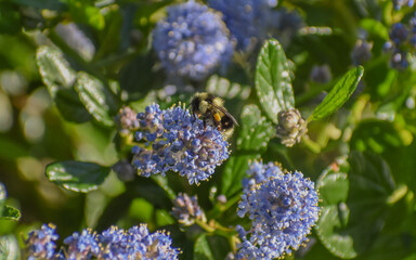 Bumble bee on a spring-blooming Ceanothus (Wild Lilac) blossom.