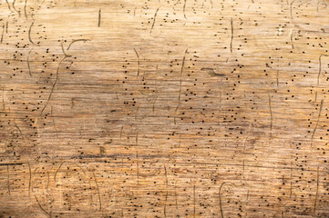 The old tree trunk is damaged by tree parasites.