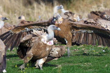 The griffon vulture (Gyps fulvus), a pair of vultures bicker about food. Two large vultures...