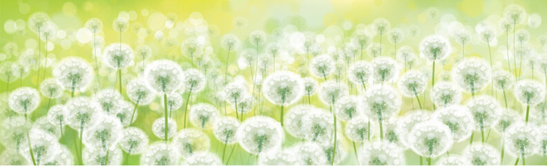 Vector spring bokeh background with white dandelions. White dandelions meadow.