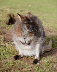 Grey kangaroo on the grass in zoo