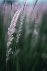 Close up white flower grass and blur green nature background
