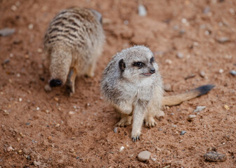 Meerkat on guard duty on ground in day in zoo