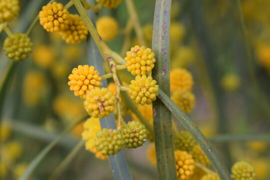Yellow flowers of Eucalyptus erythrocorys