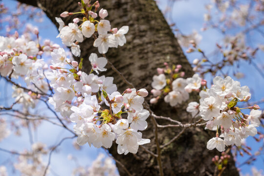 9 115 件の最適な 桜の幹 画像 ストック写真 ベクター Adobe Stock 9 115 件の最適な 桜の幹 画像 ストック写真 ベクター Adobe Stock