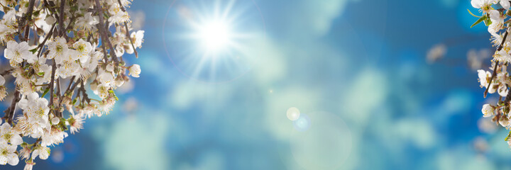 Fototapeta premium High resolution view of blooming cherry tree in spring garden. Close up tree blossoms and defocused sun in the blue sky