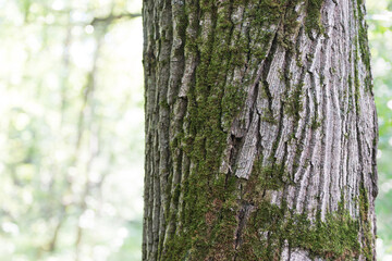 Bark! Oak in oak forest. An old tree is a whole planet.