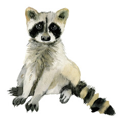 Raccoon sitting isolated on white background, watercolor illustration - 423987040