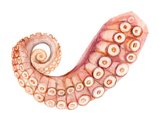 Octopus tentacles isolated on white background, watercolor illustration