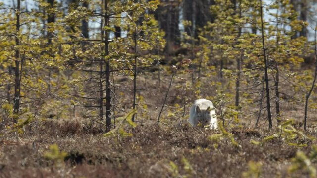 wild wolf walking towards camera