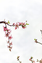 cherry tree blossom
