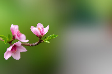 close up of pink flowers