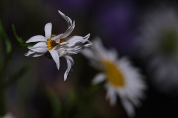 Closeup of camomile flower. Shallow focus depth on center of flower. 