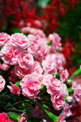 母の日に送るカーネーション