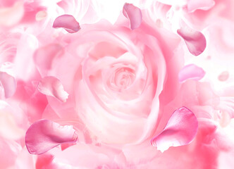 roses petal background