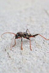 Neoclytus yellow striped insect photo