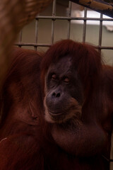 Uran Utan © LegusPic