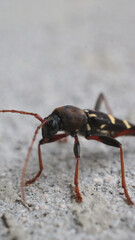Neoclytus yellow striped insect photo