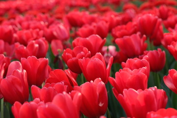 close up many bright red tulip flowers in flower bed. soft focus background