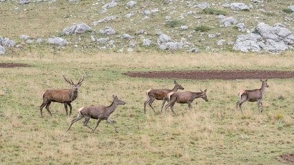 Deer male and females in mountain region (Cervus elaphus)