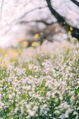 Rape blossoms on the river
