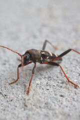 Neoclytus yellow striped insect photo