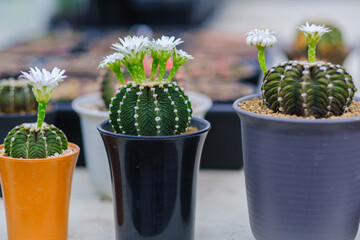 Cactus Gymnocalycium Lb 2178​ beautiful green various species Beautiful nature In pots Blooming flowers In the summer