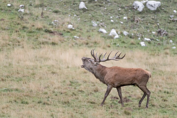 Majestic deer male calls females in rutting season (Cervus elaphus)