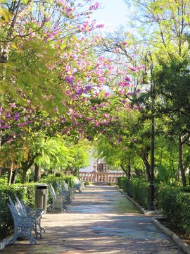 spring in the park, Aguascalientes, Mexico