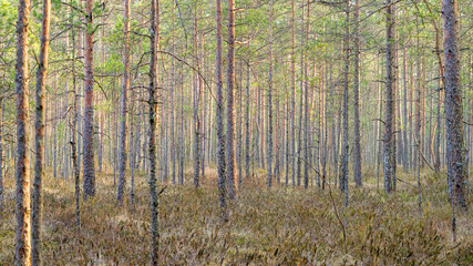 forest of pines