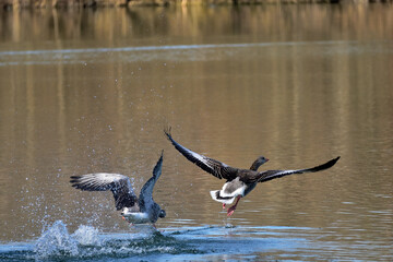 startende Graug&auml;nse