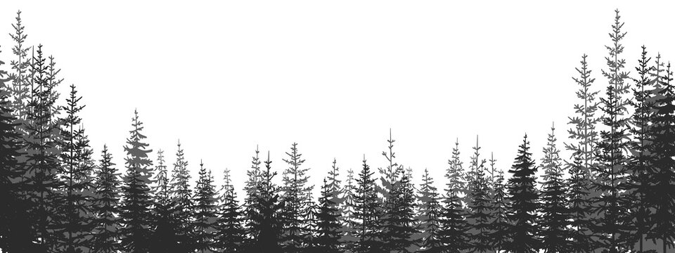 Forest. Forest landscape with black and white silhouettes of trees. Vector illustration