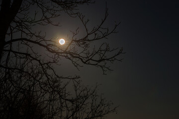 Full moon shines in night sky among tree branches