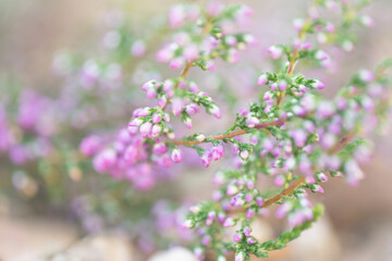 Blurred, abstract, natural background with delicate heather colors. Filmed with a low depth of field.