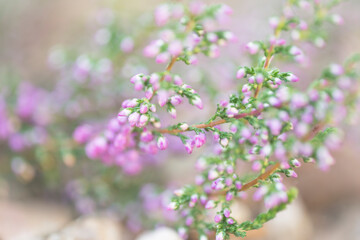 Obraz premium Blurred, abstract, natural background with delicate heather colors. Filmed with a low depth of field.
