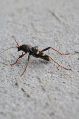 Neoclytus yellow striped insect photo